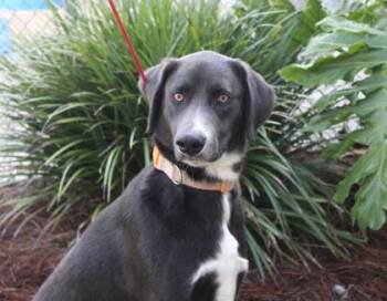 Blue -  Weimaraner and Mixed Breed Dog for Adoption in Brunswick, Georgia - Blue | PetCurious