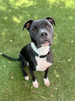 Larson -  Labrador Retriever and Mastiff Dog for Adoption in Glendale, Arizona - Larson | PetCurious