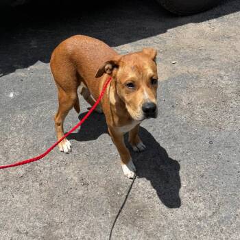 Scout 26-07-020 -  Rhodesian Ridgeback and Terrier Dog for Adoption in Bastrop, Texas - Scout 26-07-020 | PetCurious
