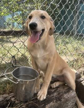 Rescue Terrier and Mixed Breed Dogs for Adoption in San Antonio, Texas - Darius | PetCurious