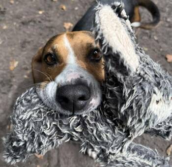 Butterfly -  Hound Dog for Adoption in Charleston, South Carolina - Butterfly | PetCurious