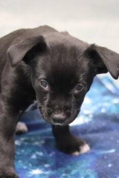 Mixed Breed Dogs Available for Adoption - Belle | PetCurious