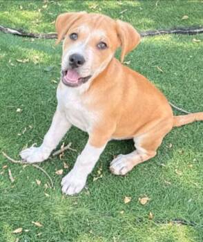 A199059 -  Great Dane and Pit Bull Terrier Dog for Adoption in Fremont, California - A199059 | PetCurious