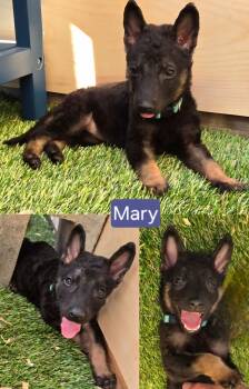 Rescue German Shepherd Dog Dogs for Adoption in El Cajon, California - Mary | PetCurious