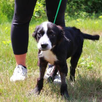 CT Tony -  Border Collie and Mixed Breed Dog for Adoption in Stormville, New York - CT Tony | PetCurious