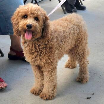 Nori -  Goldendoodle and Mixed Breed Dog for Adoption in Corpus Christi, Texas - Nori | PetCurious