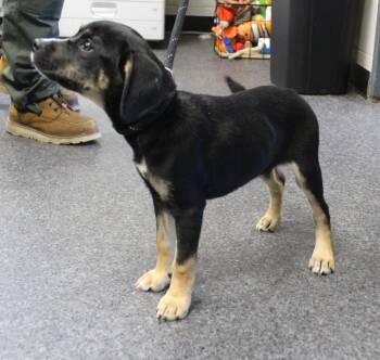 Starsky (12324) -  Shepherd Dog for Adoption in Heath, Ohio - Starsky (12324) | PetCurious