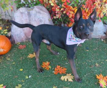 Rescue Rottweiler and Labrador Retriever Dogs for Adoption in Oklahoma City, Oklahoma - ZEPPELIN 465519 | PetCurious