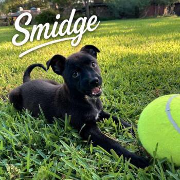 Smidge P46586 -  Mixed Breed Dog for Adoption in Corsicana, Texas - Smidge P46586 | PetCurious