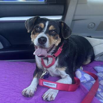 Tuck -  Jack Russell Terrier and Rat Terrier Dog for Adoption in Bristol, Tennessee - Tuck | PetCurious