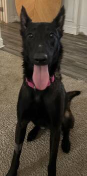 Rescue Belgian Shepherd Malinois Dogs for Adoption in Maiden, North Carolina - Raven | PetCurious