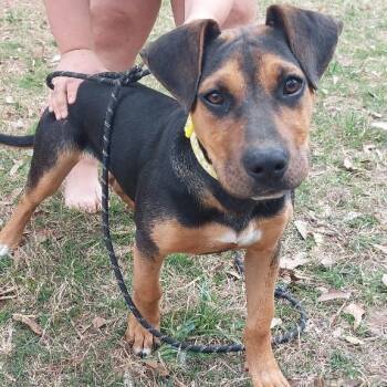 Mixed Breed Dogs Available for Adoption in Cleveland, Texas - Estella | PetCurious