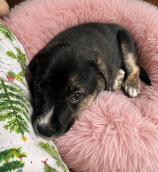 Mixed Breed Dogs Available for Adoption in Jefferson Hills, Pennsylvania - Bear | PetCurious