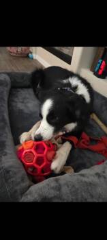 Sadie -  Border Collie Dog for Adoption in Sanford, Florida - Sadie | PetCurious