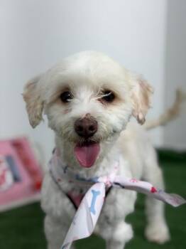 Bandit-One of our Amazing Rescue Dogs -  Maltipoo and Maltese Dog for Adoption in Carlsbad, California - Bandit-One Of Our Amazing Rescue Dogs | PetCurious