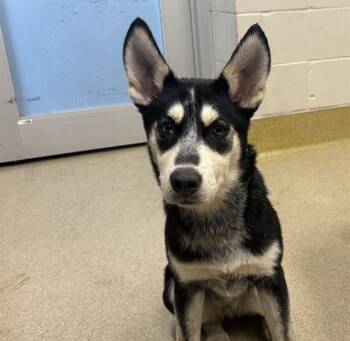 HARPER -  Siberian Husky and Mixed Breed Dog for Adoption in Grand Prairie, Texas - HARPER | PetCurious
