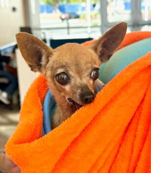 Rescue Chihuahua Dogs for Adoption in El Cajon, California - Pepita | PetCurious