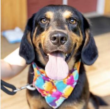 Atlas (Male) -  Black And Tan Coonhound Dog for Adoption in West Grove, Pennsylvania - Atlas (Male) | PetCurious