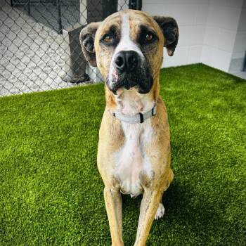 Mixed Breed Dogs Available for Adoption - Tucker | PetCurious