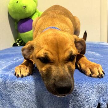 Labrador Retriever and Mixed Breed Dogs Available for Adoption in Tampa, Florida - Tikka | PetCurious