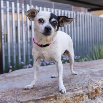 Frenchy -  Mixed Breed Dog for Adoption in Palm Springs, California - Frenchy | PetCurious