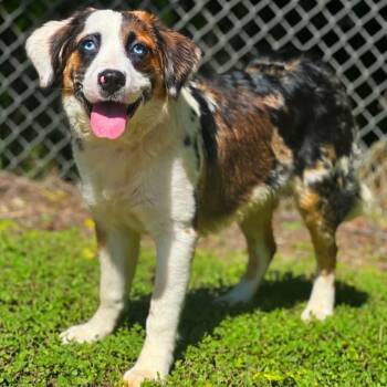 Bluebell -  Australian Shepherd and Retriever Dog for Adoption in Madisonville, Texas - Bluebell | PetCurious