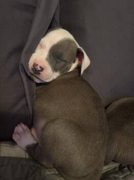 Checkers -  Mixed Breed Dog for Adoption - Checkers | PetCurious