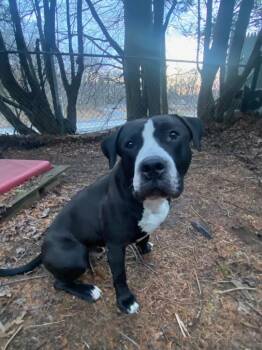 Mixed Breed Dogs Available for Adoption - Princeton | PetCurious