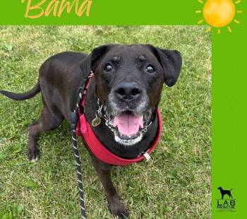 Bama -  Labrador Retriever Dog for Adoption in Oakville, Ontario - Bama | PetCurious