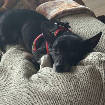 Rescue Chihuahua and Miniature Pinscher Dogs for Adoption in Warren, Rhode Island - Felix | PetCurious