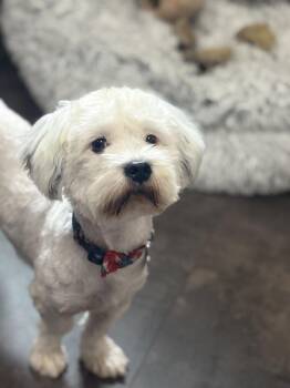 Charlie -  Coton De Tulear Dog for Adoption in Kennewick, Washington - Charlie | PetCurious