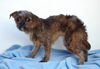 GEORGIE -  Affenpinscher Dog for Adoption in Pasadena, California - GEORGIE | PetCurious