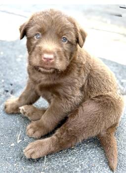 Augie -  Labradoodle Dog for Adoption in Larkfield-wikiup, California - Augie | PetCurious
