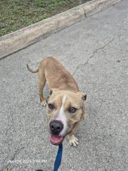 American Staffordshire Terrier Dogs Available for Adoption in San Antonio, Texas - MARSHALL | PetCurious