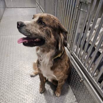 Rescue Australian Shepherd and Mixed Breed Dogs for Adoption in Lake Jackson, Texas - Oscar | PetCurious