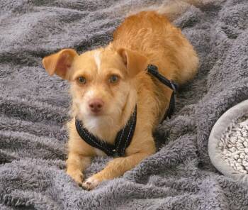 Amber Bear -  Terrier Dog for Adoption in Tracy, California - Amber Bear | PetCurious