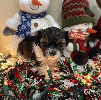 Yorkshire Terrier Dogs Available for Adoption - Loaf  - AVAILABLE | PetCurious