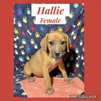 Hound Dogs Available for Adoption - Hallie | PetCurious