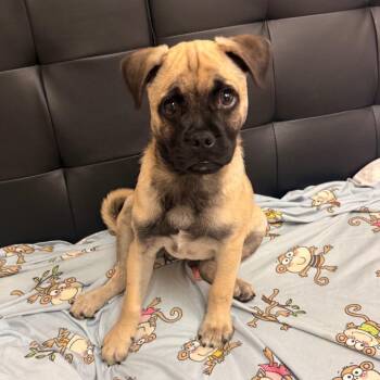 Ruppert -  Pug Dog for Adoption in Goleta, California - Ruppert | PetCurious