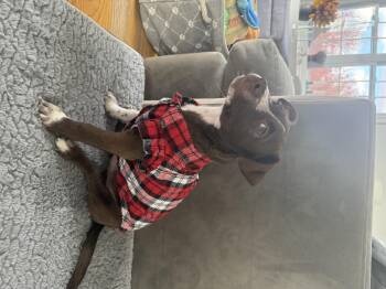 Rescue Spaniel Dogs for Adoption in Pleasant Valley, New York - Mocca | PetCurious