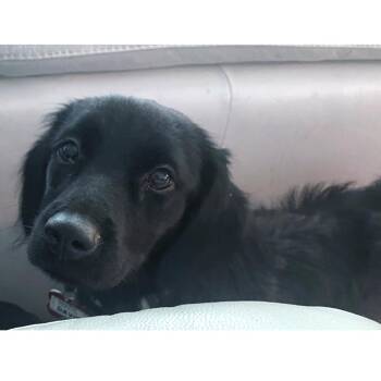 Davies -  Spaniel and Mixed Breed Dog for Adoption in Wake Forest, North Carolina - Davies | PetCurious