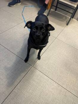 HOLLY -  Chihuahua Dog for Adoption in Rancho Cucamonga, California - HOLLY | PetCurious