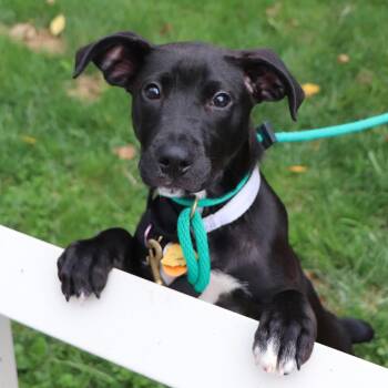 Fresno -  Mixed Breed Dog for Adoption in Port Washington, New York - Fresno | PetCurious