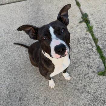 Pit Bull Terrier Dogs Available for Adoption in Detroit, Michigan - Rosa | PetCurious