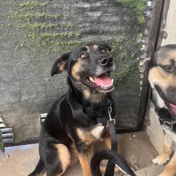Rescue Shepherd Dogs for Adoption in Puyallup, Washington - Taylor | PetCurious