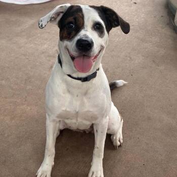 Eowyn Stray Hold 8/16 -  Mixed Breed Dog for Adoption in Huntington, West Virginia - Eowyn Stray Hold 8/16 | PetCurious