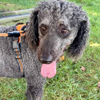Nicky -  Standard Poodle Dog for Adoption in Lee