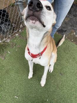 Bo -  German Shepherd Dog and Hound Dog for Adoption in New Kensington, Pennsylvania - Bo | PetCurious