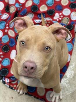 MOONDANCE -  Staffordshire Bull Terrier Dog for Adoption in Fort Wayne, Indiana - MOONDANCE | PetCurious
