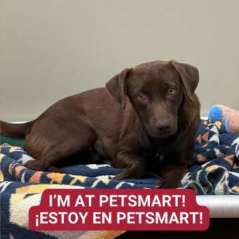 Rescue Mixed Breed Dogs for Adoption in Carrollton, Texas - Big Bird | PetCurious